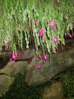 Albums/20200303-Kew Gardens/23